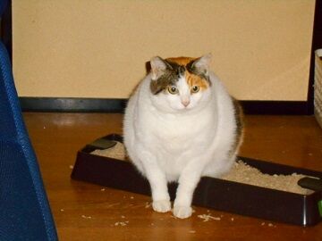 12月15日（38）仮