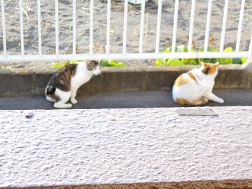 5月12日（14）仮