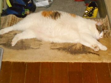 6月25日（60）仮