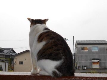 11月22日（15）仮