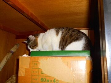 1月29日（40）仮