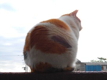 3月17日（20）仮