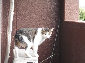 8月28日（76）仮