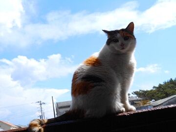 3月16日（34）仮