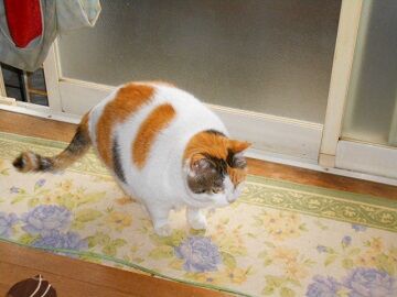 3月27日（20）仮