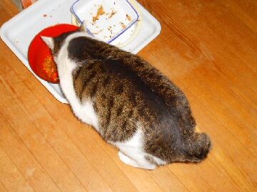 12月12日（25）仮