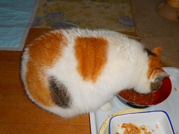 11月11日（2）仮