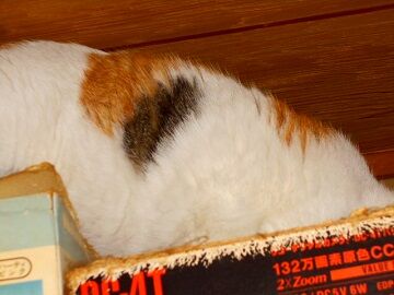 2月17日（46）仮