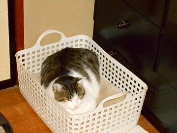 12月20日（22）仮