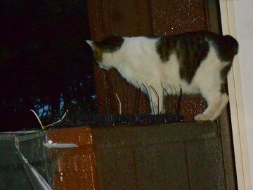 5月10日（71）仮