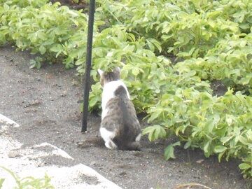 7月14日（13）仮