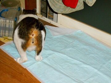 12月2日（17）仮