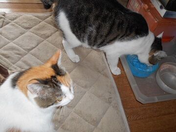 9月16日（10-6）仮