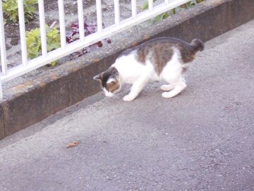 6月25日（20）仮