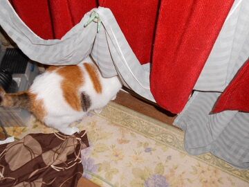 10月6日（20-1）仮