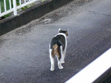 7月31日（29）仮