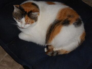 10月1日（8-1）仮