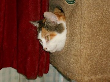 10月2日（15-7）仮