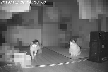 11月28日（26）仮