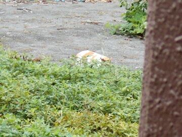 8月28日（132）仮