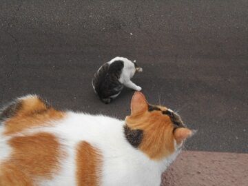 9月25日（6-25）仮