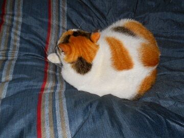 12月20日（20）仮