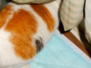 1月30日（37）仮