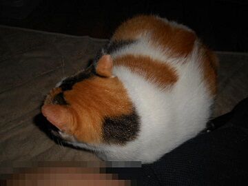 9月27日（18-15.5）仮