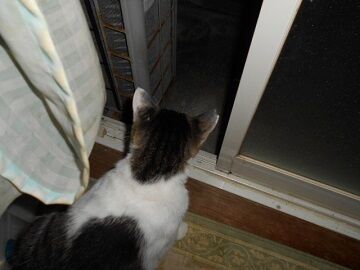 7月23日（49）仮