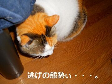 11月14日（10）仮