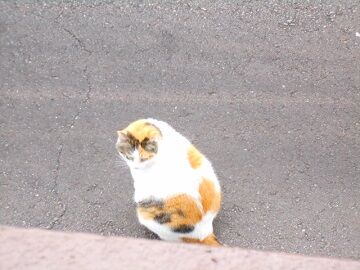 5月26日（15）仮