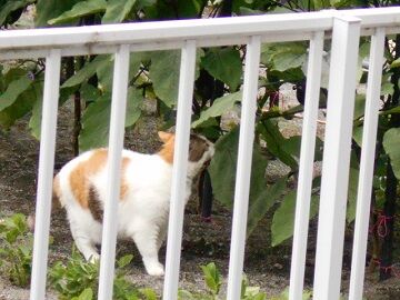 6月29日（86）仮