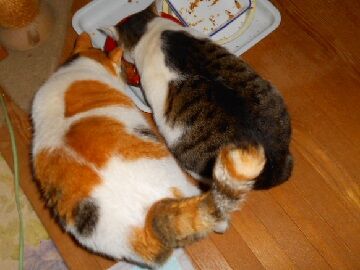 12月12日（26）仮