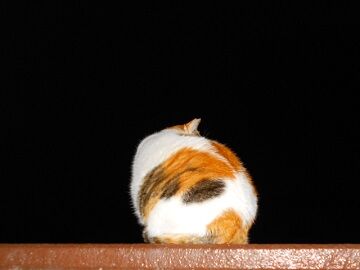 12月8日（10）仮