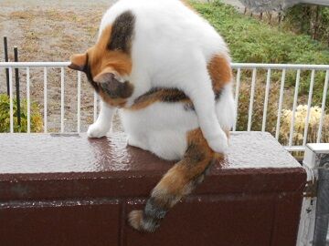 10月2日（16-1）仮