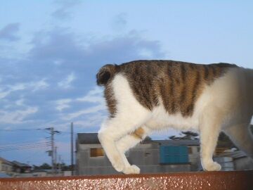 4月10日（58）仮