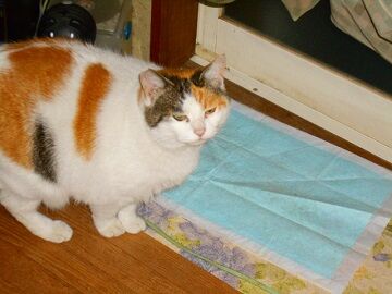 1月30日（36）仮