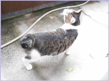 8月23日（26）仮