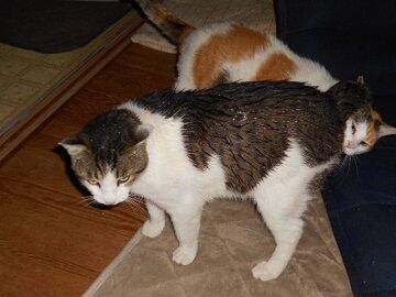 6月25日（13）仮