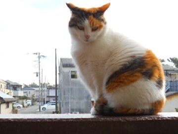 12月24日（10）仮