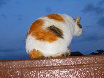 4月11日（52）仮