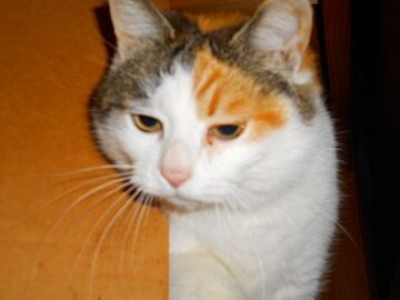 3月24日（16）仮