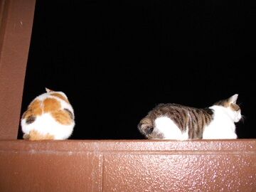 10月4日（22-16）仮