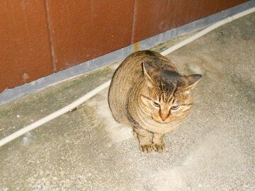 12月15日（37）仮