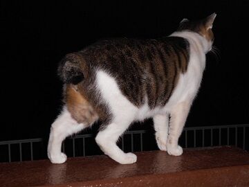 10月6日（20-7）仮