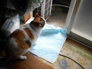 7月14日（23）仮