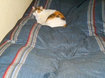 4月10日（63）仮