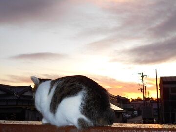 10月26日（11）仮