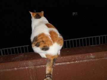 9月4日（126）仮