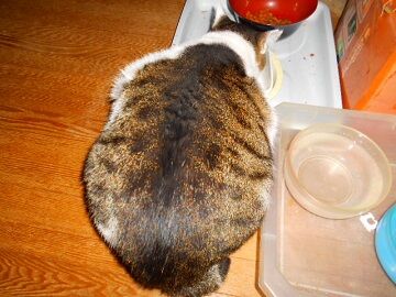 12月8日（24）仮